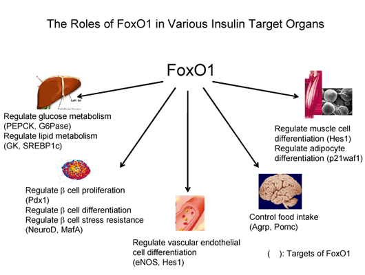 The Poles of FoxO1 in Various Insulin Target Organs