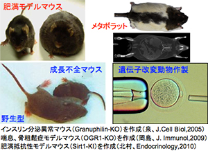 マウス疾患モデル