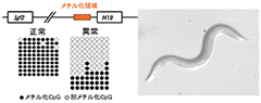 卓越したエピゲノム技術、線虫での解析