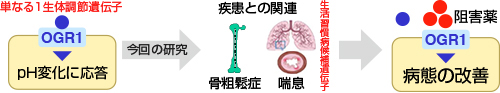 研究のながれ