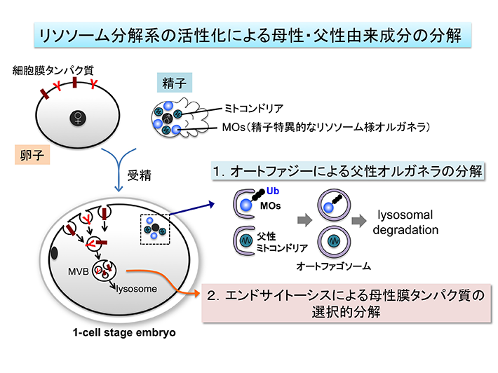 生体膜HP用ポンチ絵日本語2015