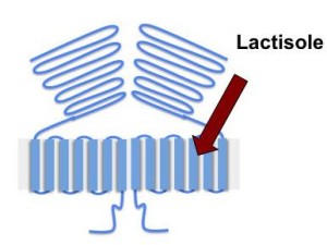 lactisole