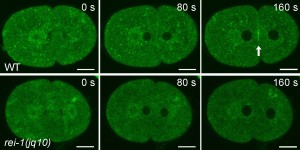 GFP-RAB11_2-cell_for HP_80up