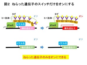 figure2(J)