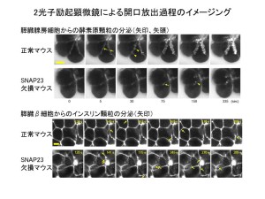 生調研HP用 図