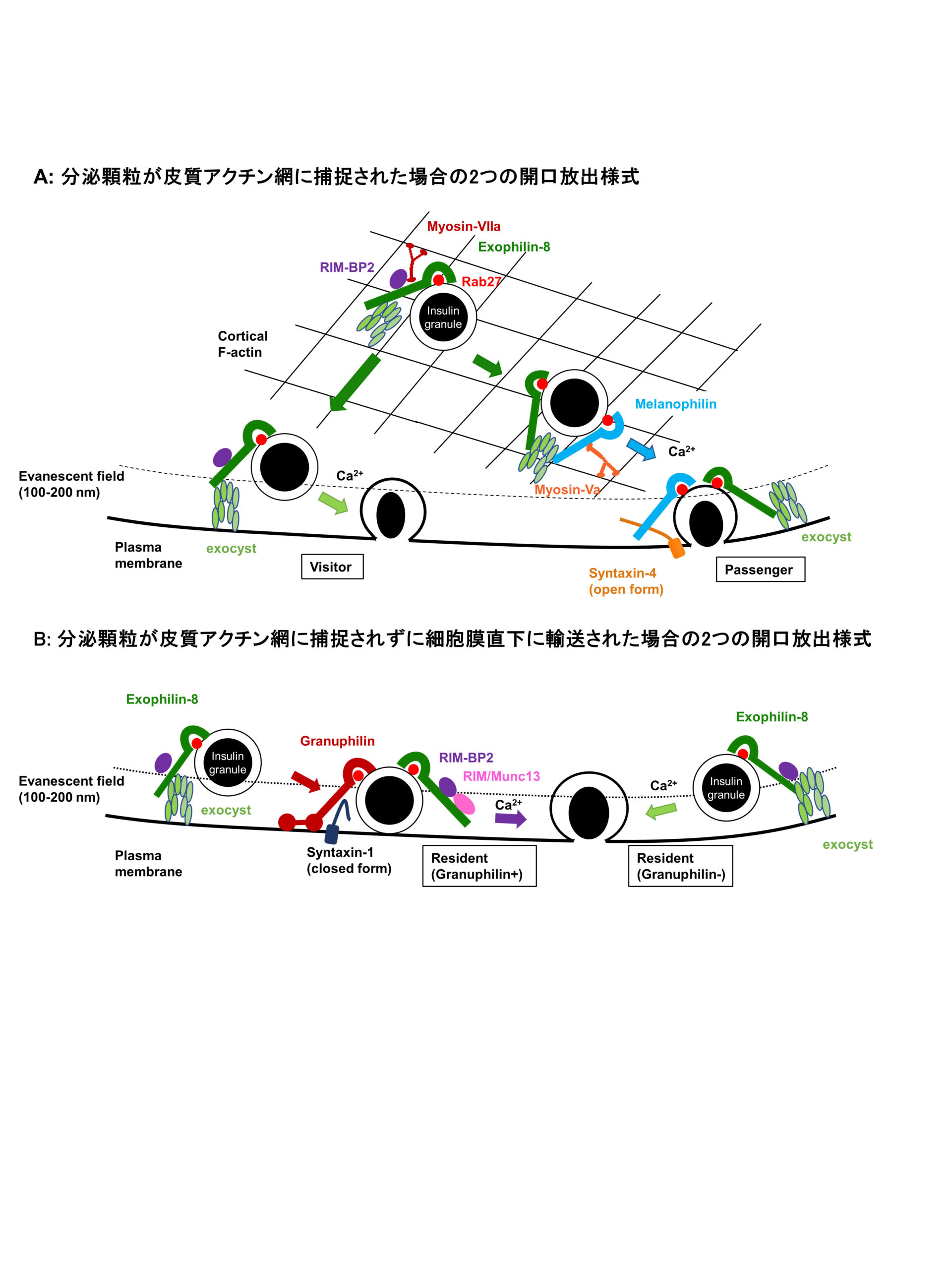 群馬大学 生体調節研究所