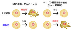アポトーシス抵抗性細胞の細胞死～タンパク質恒常性の破綻による細胞種特異的な脆弱性の発見～