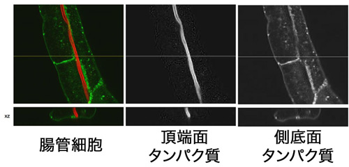 fig2