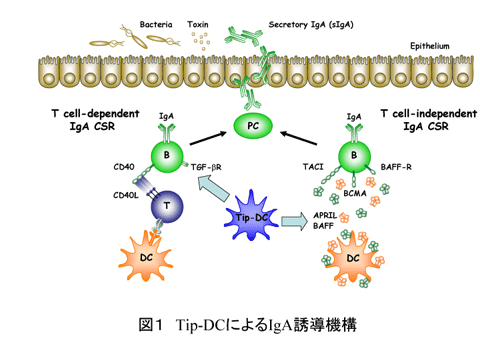 Tip-DCɂigAU@\