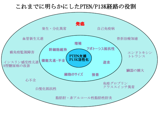 PTEN/P13KoH