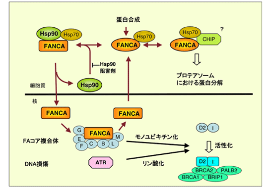 Hsp90ɂFA/BRCAqoH̐